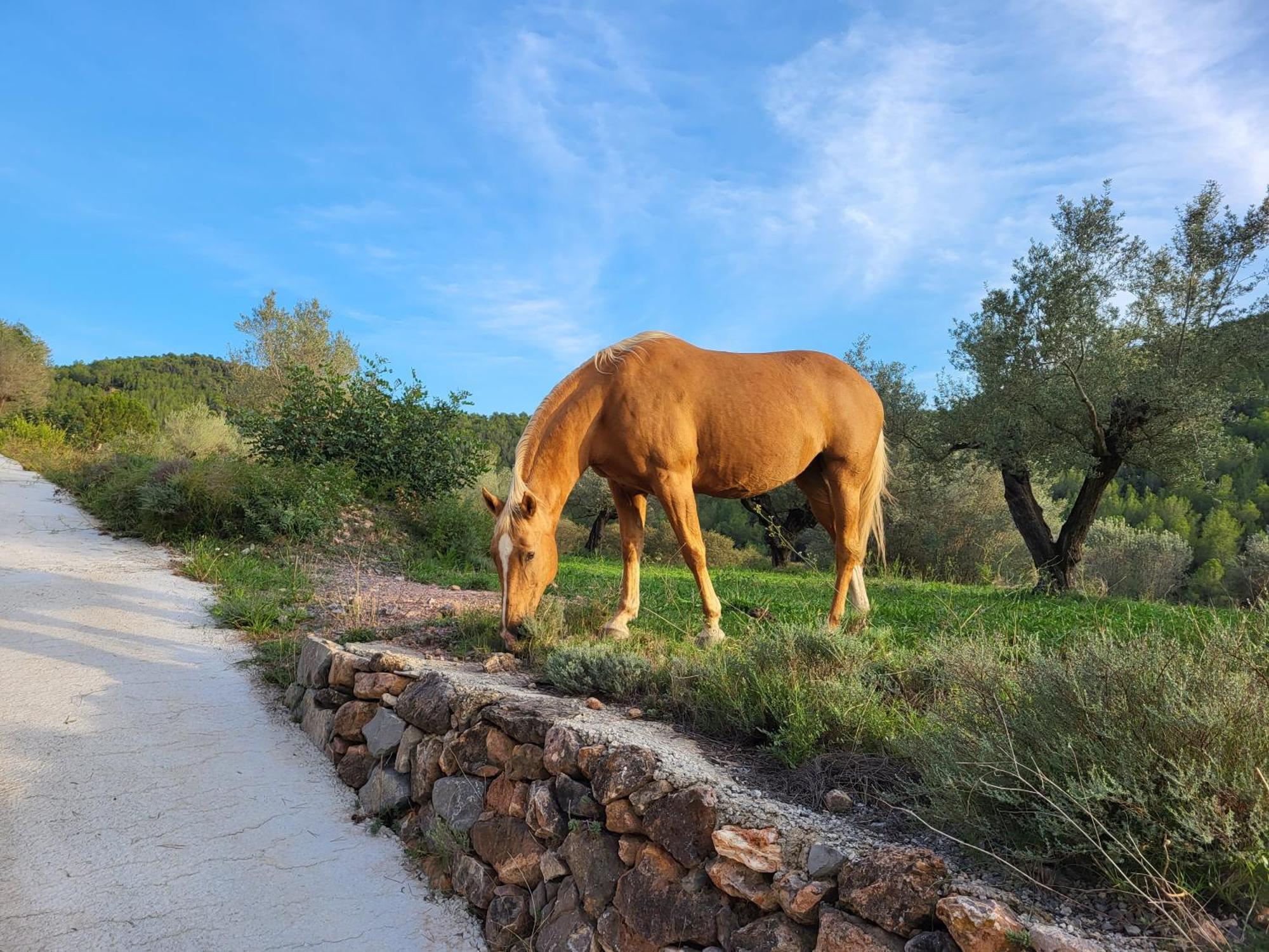 Masia De Matuta Vall de Almonacid エクステリア 写真